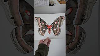 Cecropia Moth CecropiaMoth WatercolorArt Art MothArt Moth Moths Painting Artist InsectArt [upl. by Sinylg]