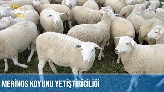 Merinos Koyun Yetiştiriciliği  KOYUNCU [upl. by Winou377]