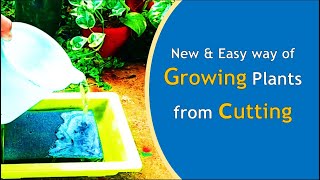 How to Propagate plant cutting Grow more trees by vegetative propagation [upl. by Direj]