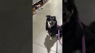 Onyx visits Lowe’s [upl. by Ariamo]