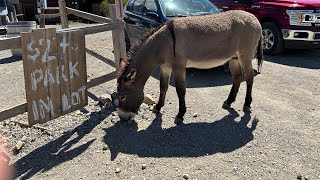 🏜️VISITING OATMAN ARIZONA  DONKEYTOWN CRYSTALS amp HISTORIC PLACES 🫏 MUDFam Route66 Oatman AZ [upl. by Rediah401]