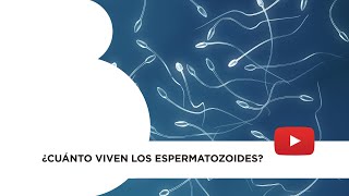 ¿Cuánto viven los espermatozoides [upl. by Toogood]