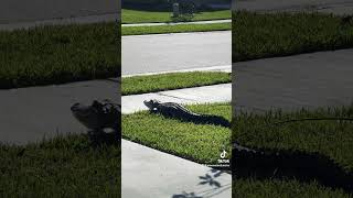 trending gators alligator familyvlog funny nature animals fyp kids kidsvideo [upl. by Mclaurin569]