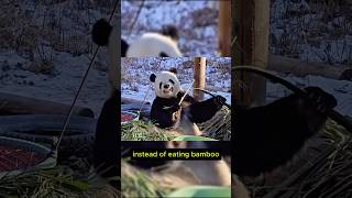 Panda Copies Humans—You Have to See This [upl. by Aihsila434]