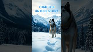 Legendary Sled Dog TOGOs Incredible Journey shorts amazinganimals disney [upl. by Ulick61]