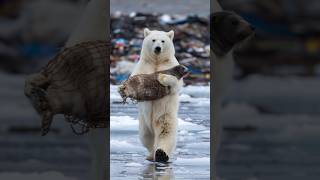 Polar bear climbed onto the boat to ask for help [upl. by Waligore]