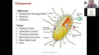 Bordetella and Legionella [upl. by Anatolio994]