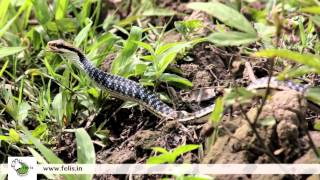 Beautiful Snake eating frog  Painted bronzeback swallowing a frog in Kaziranga National Park [upl. by Sew]