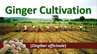 Good Agronomic Practices for growing Ginger Zingiber officinale [upl. by Yank]