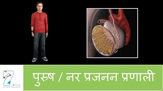 पुस्र्ष  नर प्रजनन प्रणाली  The Male Reproductive System  Hindi [upl. by Erdnoid]