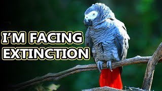 African Grey Parrot facts they come in two species  Animal Fact Files [upl. by Dilahk]