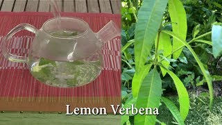 How to Grow Lemon Verbena  Uses Pruning and Over wintering [upl. by Aliak]