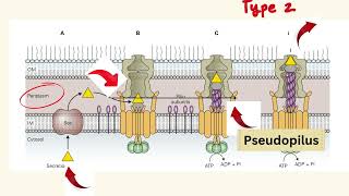 Delivery of Virulence Factors [upl. by Afirahs]