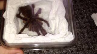 The Spider Shop Review  Burgundy Goliath Birdeater  Theraphosa stirmi [upl. by Ajat247]