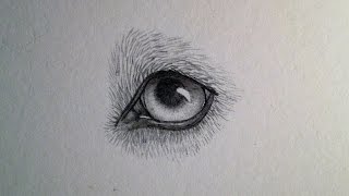 Artists Angle How to Draw Wolf Eyes [upl. by Euell]