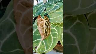 Anthurium beauties  Anthurium  Clarinerviem crystalinam narrow dark form  Jencys globals [upl. by Hsihsa]