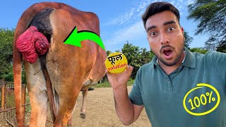 JAMUNA Gaay ke liye Phool ki💊Davaai aa gyi PROLAPSE SOLUTION🐄 [upl. by Zeni]