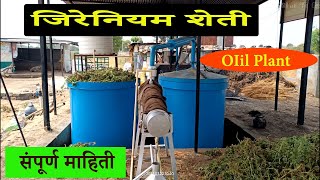 जिरेनियम शेती oil plant संपूर्ण माहिती  geranium farming destination plants [upl. by Nele919]