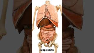 RespirationInternal Organs Movement  Anatomyofrepiration LungsliverHeart [upl. by Napoleon]