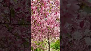 🟢Pear tree blossom цветение грушевого дерева shortvideo shortsfeed fun nature [upl. by Ekard888]