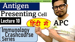 Antigen presenting cell in Hindi  Immunology lecture 10 [upl. by Alikahs]