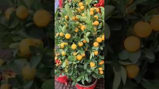 Calamondin Orange Trees goodlucktoken [upl. by Yddeg]