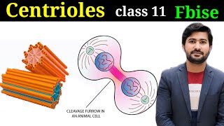 Centrioles structure and functions biology class 11 chapter 1 [upl. by Lori]