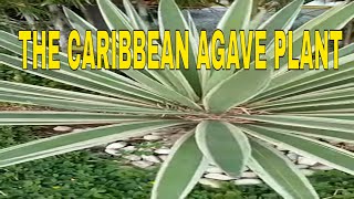 Vlog 719 The Caribbean Agave Plant [upl. by Arelus816]