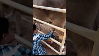 بنات اليوم حلبوا البقره 🐄 [upl. by Udela]