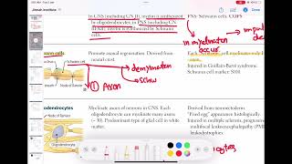 Schwann cells neurology 18  First Aid USMLE Step 1 in UrduHindi [upl. by Helali]