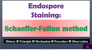 SchaefferFulton method of Endospore staining by Dr Pooja Kakde SRTMUN EnglishMarathi education [upl. by Nohtanhoj682]