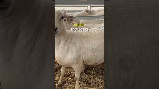 Some traits I look for in Ewes farm sheepfarming farmvlog [upl. by Kylander]