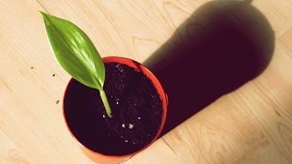 Growing Bananas From Seed [upl. by Acile]