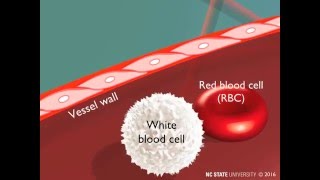 White Blood Cell Extravasation Through Diapedesis [upl. by Anilorac]