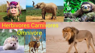 Three types of animals  Herbivore Carnivore  Omnivore animals and their food [upl. by Adal]