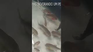 PIRANHAS COMENDO PIRARUCU pesca pescaria pescaurbana aquário [upl. by Esyned]