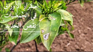 نقص الحديد  اصفرار الأوراق في الحمضيات Agrumes  carence en fer Que faire [upl. by Fillender]