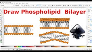 Inkscape for scientists  17  Drawing a phospholipid bilayer [upl. by Arbed]