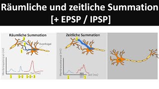 Räumliche und zeitliche Summation EPSPIPSP  Verschaltung an Synapsen Neurobiologie Oberstufe [upl. by Ion]