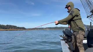 Coho Salmon Fishing “NonSelective Salmon” at Lower Umpqua River [upl. by Lipfert457]