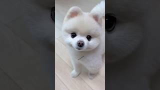 How to buy cute Pomeranian dog  cute Pomeranian dog in India  pocket dog in India cutedog shorts [upl. by Aikrehs]