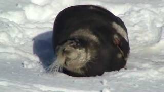 Bearded Seal in Shetland  wwwshetlandnaturenet [upl. by O'Neill]