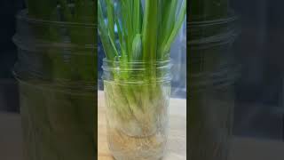 Growing Scallions Indoors [upl. by Ynar]