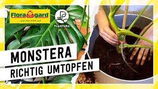 MonsteraFensterblatt richtig umtopfen mit der Floragard BioErde Vielseitig [upl. by Eldwun865]