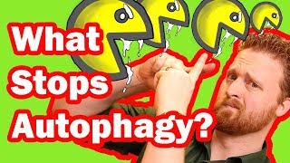 Autophagy Fasting What Stops Autophagy [upl. by Lidda15]