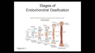 Ossification [upl. by Martin]