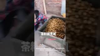 Tea seed automatic sheller Dried fruit sheller [upl. by Jarid]