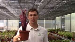 Billbergia Hallelujah Planta Brutt video 34 Deutsch [upl. by Adli]