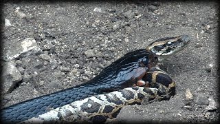 Indigo Snake Eats Python 01  Snake Cannibalism [upl. by Doownelg]