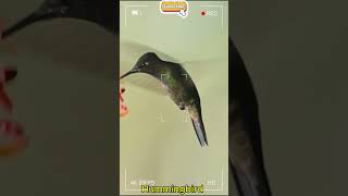 Hummingbirds The Only Birds That Can Fly Backward 🐦✨ animalfacts animalsshorts [upl. by Ecitnerp577]